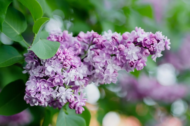 春のライラックの花