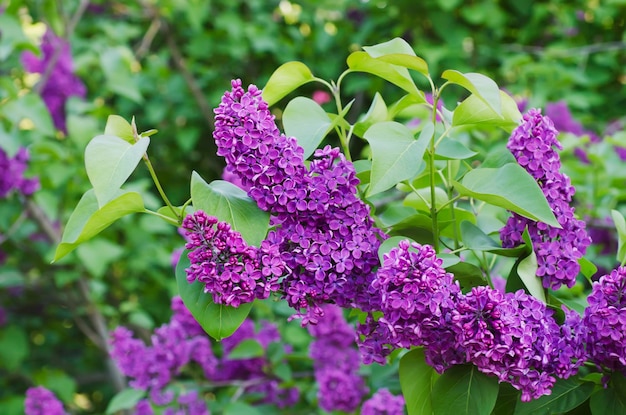 Spring lilac flowers