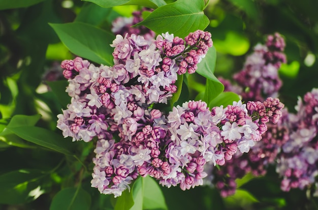 Spring lilac flowers