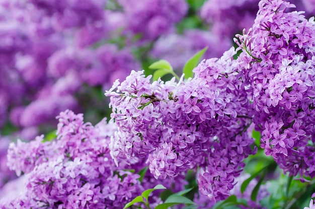 Spring lilac flowers