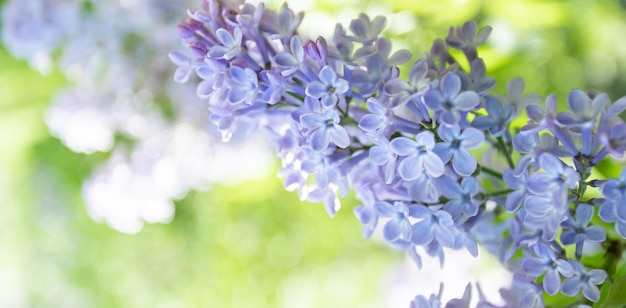 Spring lilac tree flowers on blurred fresh greenery backdrop close up Banner with copy space