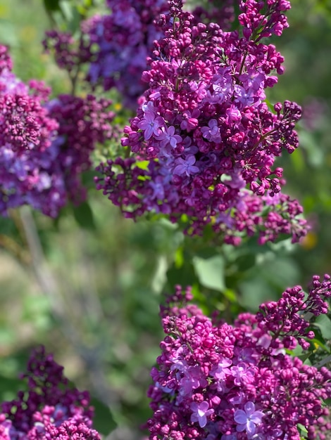 春のライラックバイオレットの花、縦の写真。セレクティブフォーカス