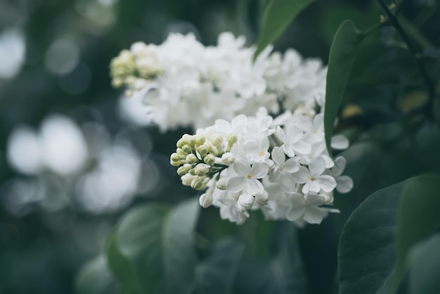 Весенние сиреневые белые цветы
