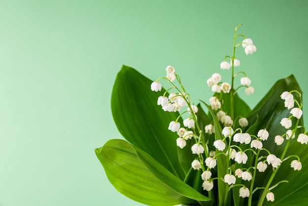 Il giglio di primavera fiorisce su sfondo verde matrimonio o concetto di vacanza