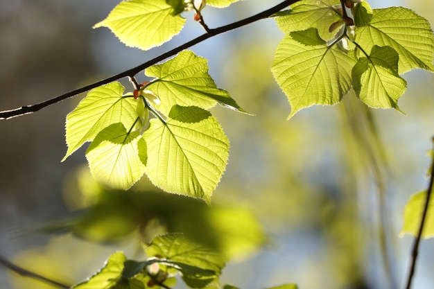 Spring linden leaves on a twig in the forest