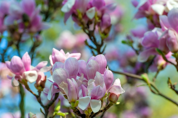 Spring magnolia flowers, natural abstract soft floral background
