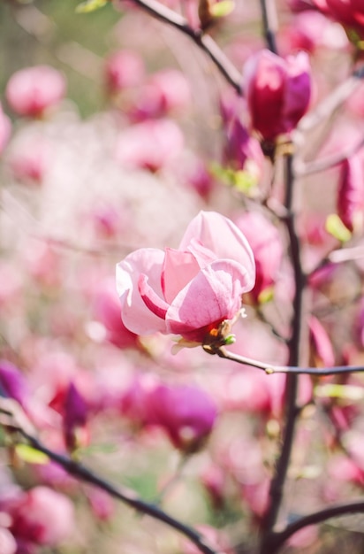 自然な背景に春のモクレンの花この写真には、色調効果を適用しました