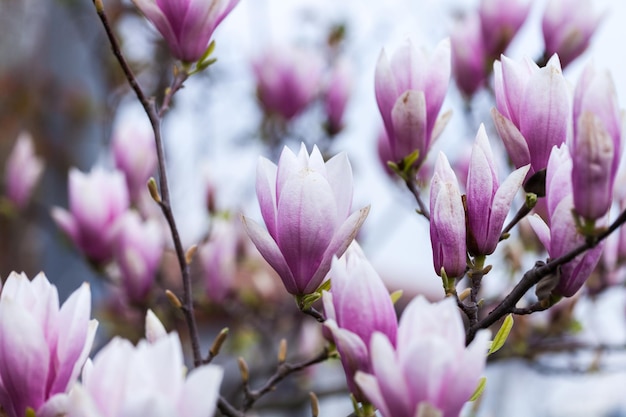 Spring magnolia flowers on the natural background