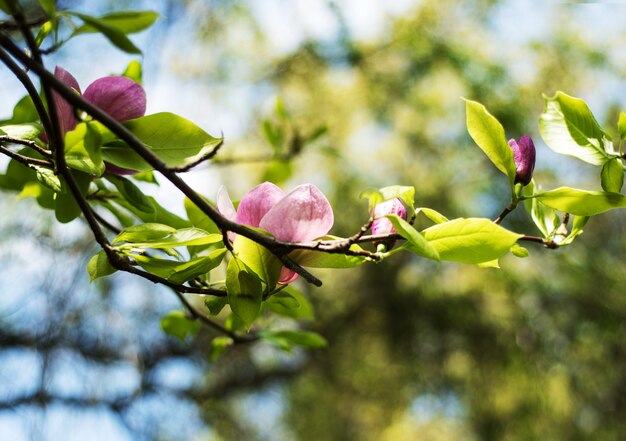 Spring magnolia flowers