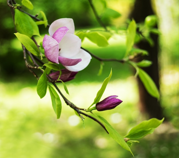 Spring magnolia flowers