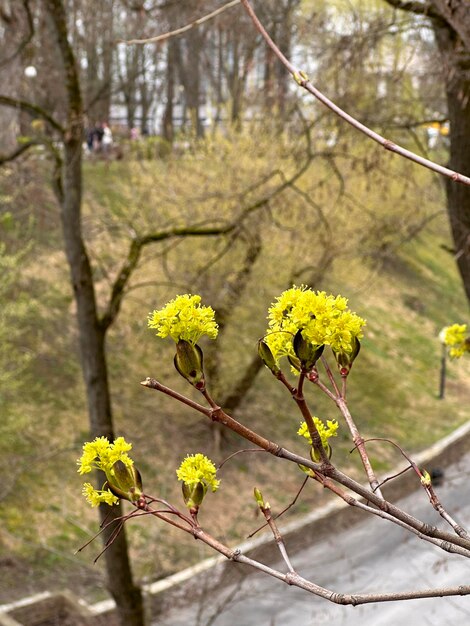 Foto fiore d'acero primaverile