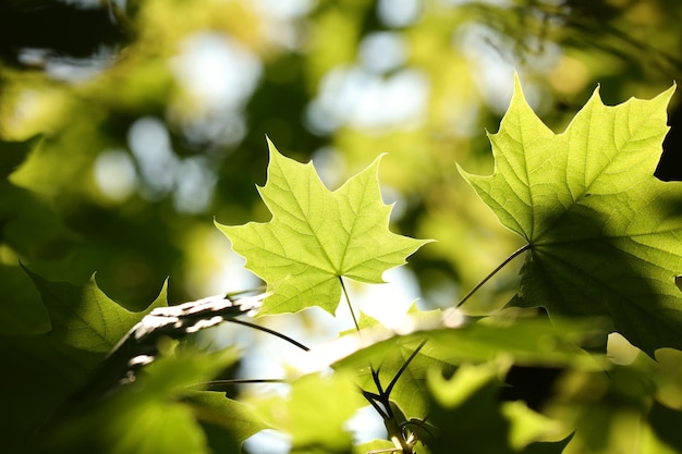 Photo spring maple leaves on a twig in the forest