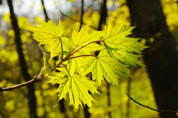 Spring maple