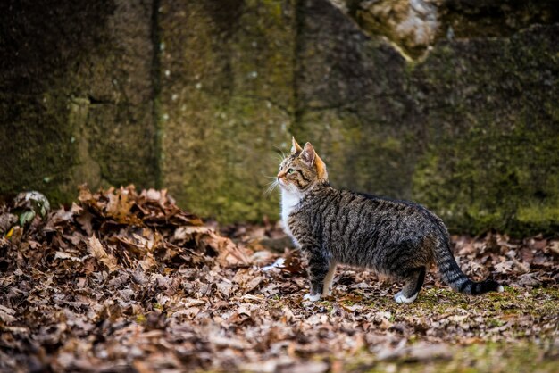 Spring March Cyperse kat loopt op droge bladeren