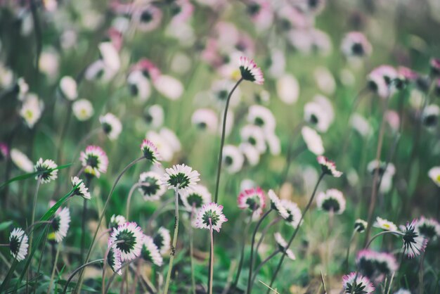 Spring marguerite flower