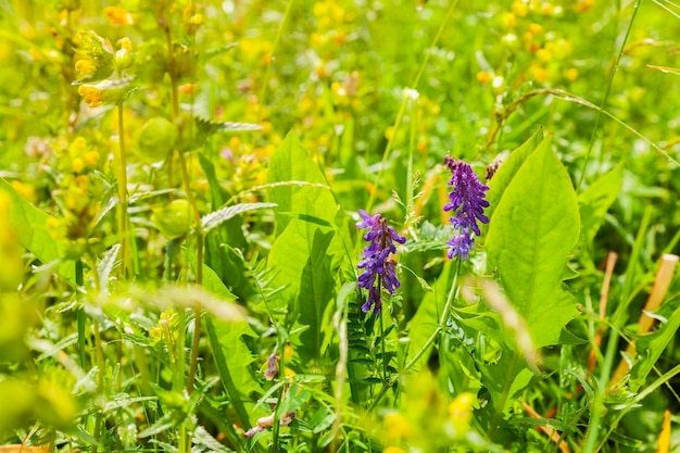 Spring meadow field