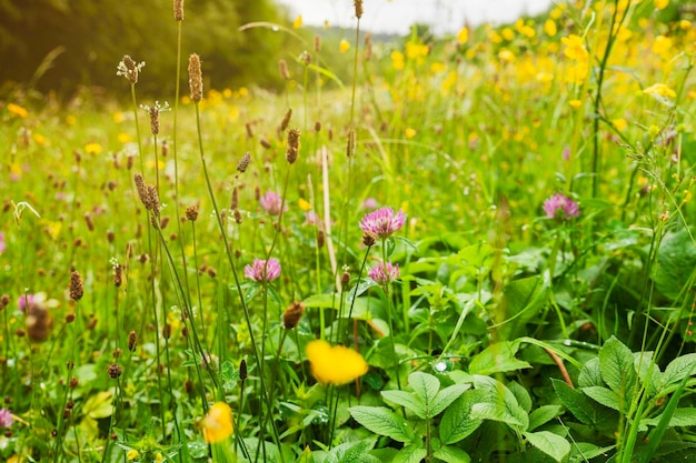 Spring meadow filled with flowering grass may cause allergies to some. Summertime in wild nature.