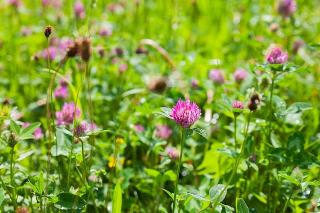 Spring meadow filled with flowering grass may cause allergies to some. Summertime in wild nature.