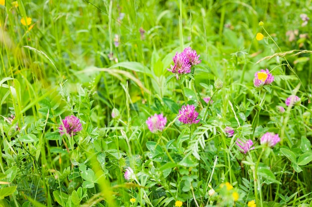 Il prato primaverile pieno di erba fiorita può causare allergie ad alcuni. estate nella natura selvaggia.