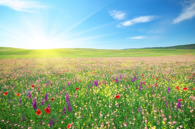 花の春の牧草地。自然の構成。