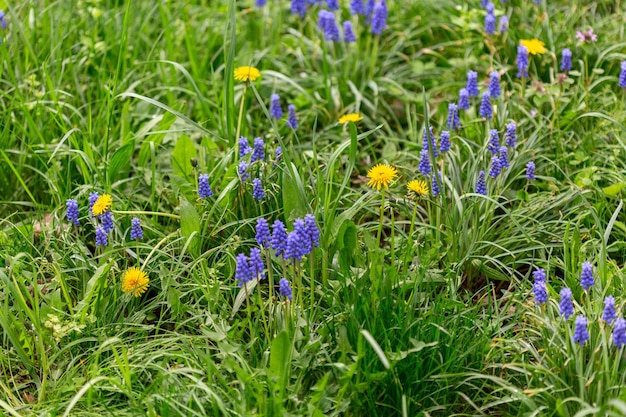 春の草原の花