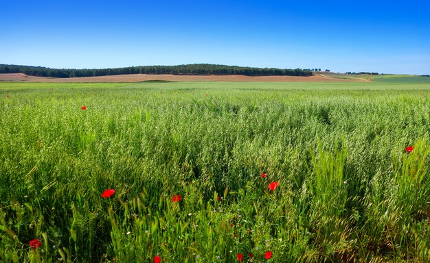 Spring meadow poppies at Castile La Mancha