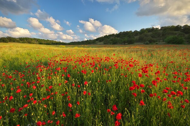 Spring meadow of poppies