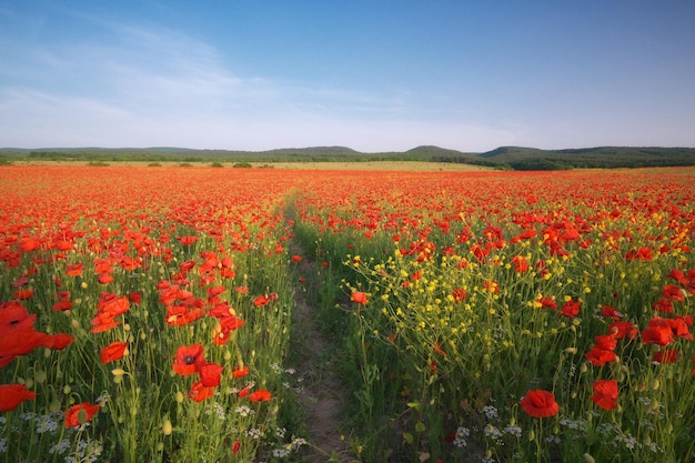 Spring meadow of poppies