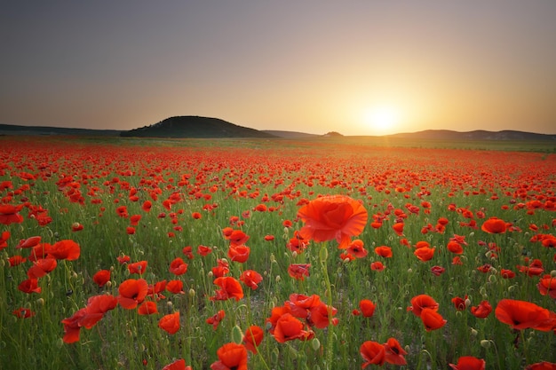 Spring meadow of poppies