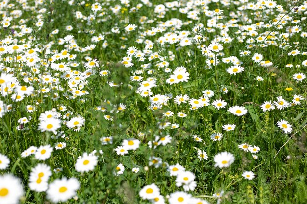 春の草原の太陽 カモミールの花の畑