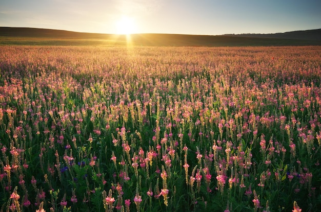 紫の花の春の牧草地自然構成