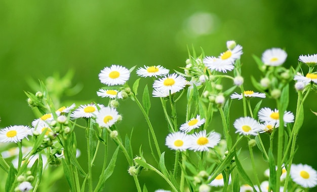 カモミールのある春の牧草地草と花