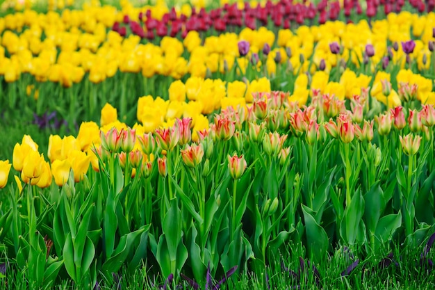 色とりどりのチューリップの花の花の背景がたくさんある春の牧草地