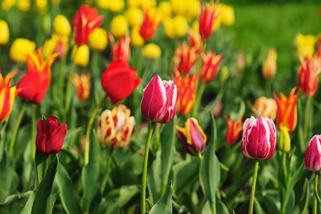 Spring meadow with a lot of multicolored tulip flowers floral background