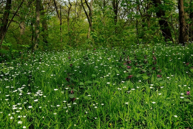 Spring meadow with primroses forest grass