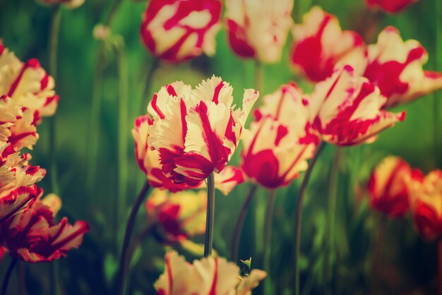 Spring meadow with red tulip flowers with white stripes, floral natural seasonal easter background with copy space