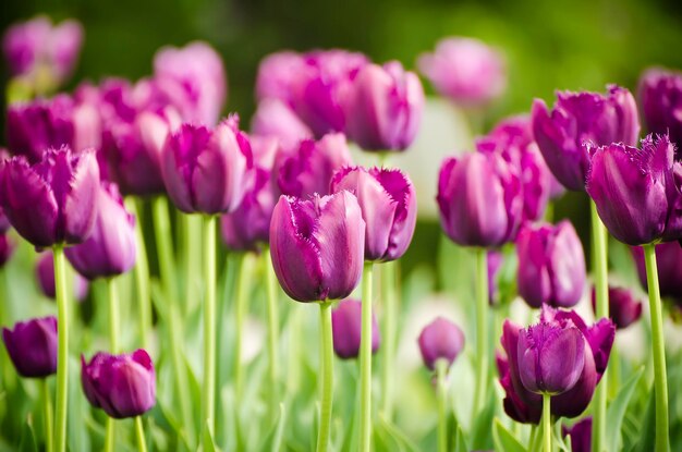 Spring meadow with violet tulip flowers floral background