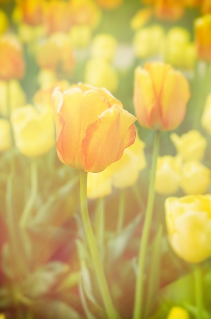 黄色と赤のチューリップの花の花の日当たりの良い季節のイースターの背景と春の牧草地
