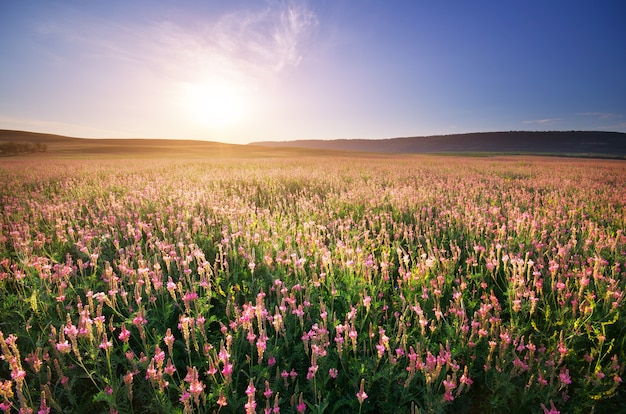 Spring meadow