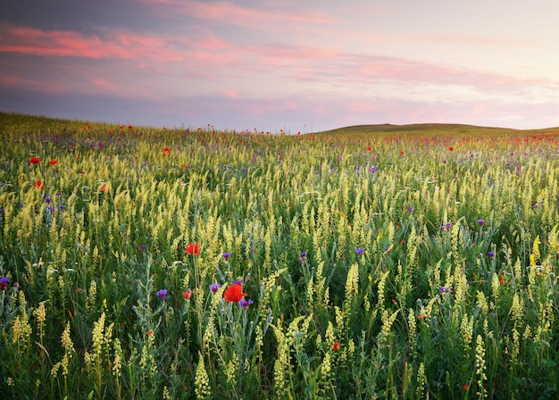 Spring meadow