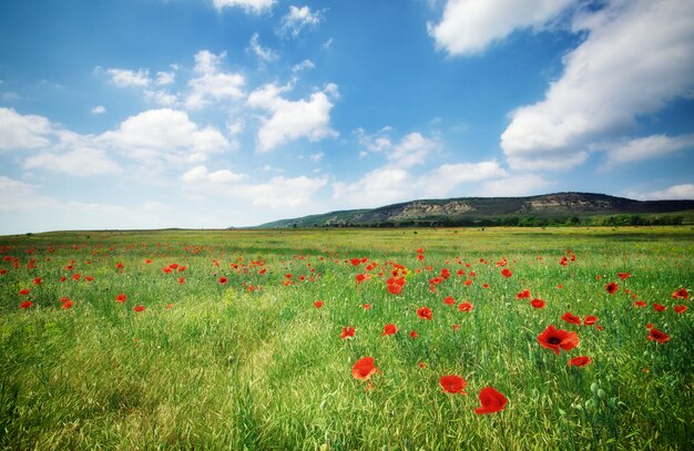 Spring meadow