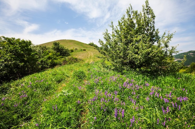 Spring meadow