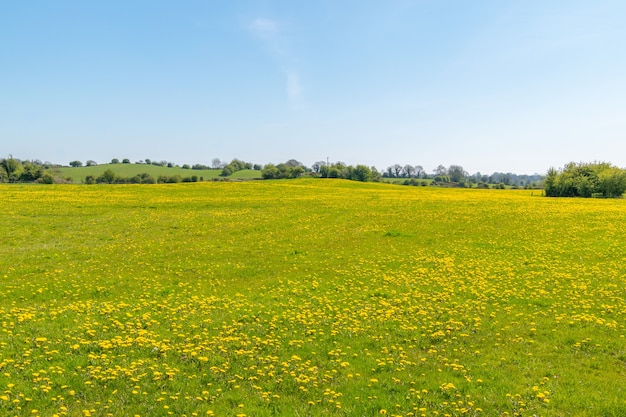 Spring medow full of dandelions flowers and blue sky , idial place for bees.