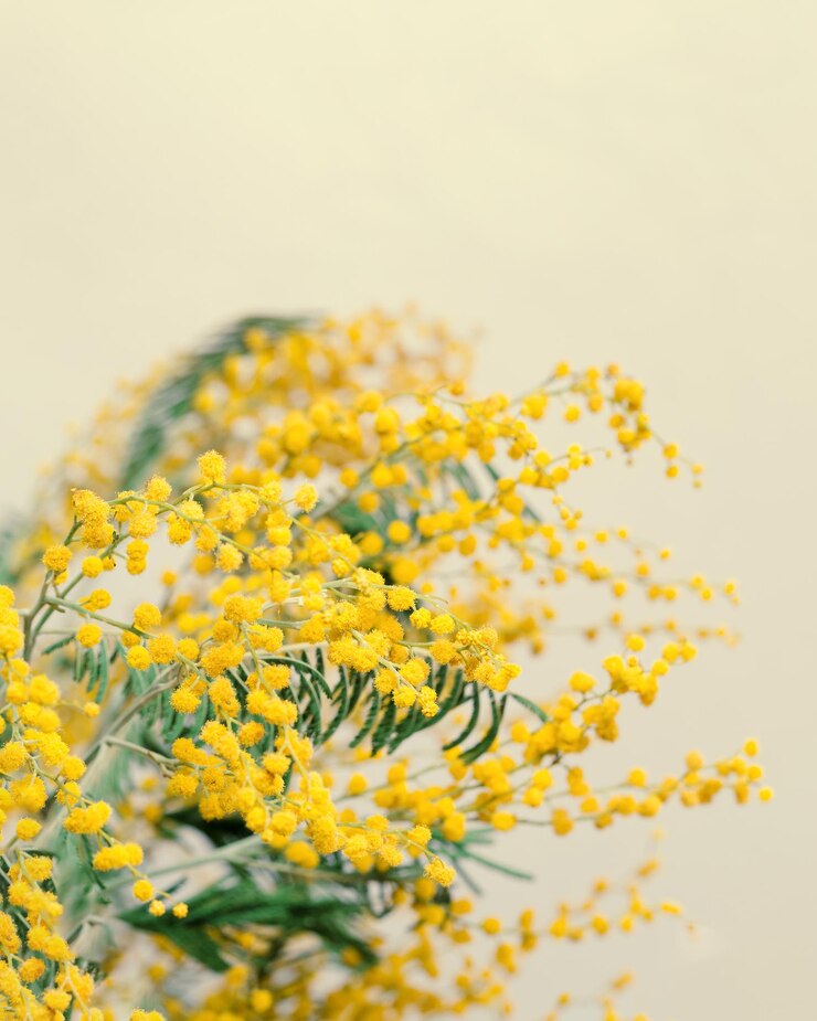 春のミモザの花 鮮やかな枝の黄色い花 美しい花の自然 背景 単色写真 春の休日 コンセプト パステル鮮やかな色 トップビュー 祭りの背景 コピースペース