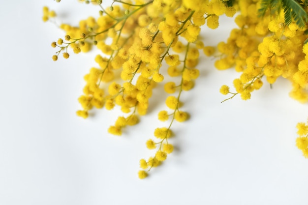 Spring mimosa on white background Top view