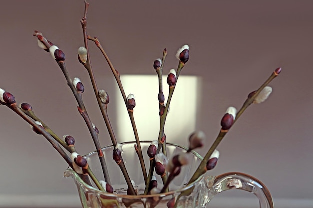 Spring mood blooming willow branches in a glass vase closeup against the backdrop of a sunbeam