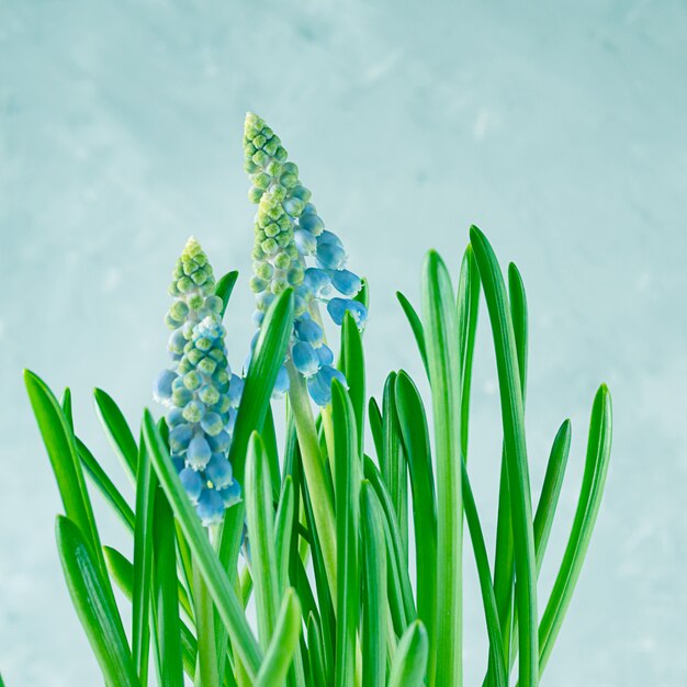 Spring mooie en delicate Muscari-bloemen