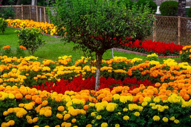 春の朝、さまざまな色の花が庭に咲いています 色とりどりの花の背景