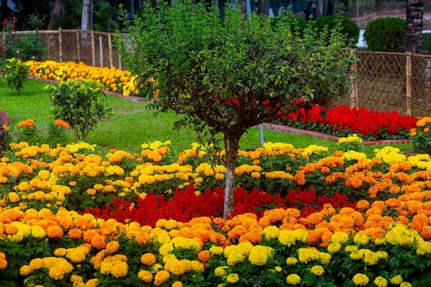 In the spring morning flowers of different colors are blooming in the garden Colorful flower background