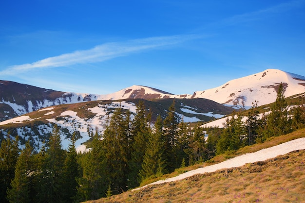 Spring mountain landscape with snow and fir forest. Dramatic clouds lying on the horizon and sun is shining. Natural outdoor travel background in retro hipster style.